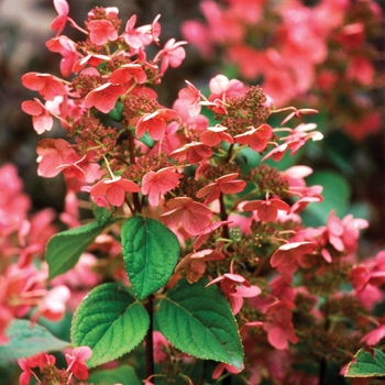 Hydrangea paniculata 'Quick Fire®'