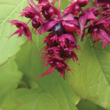 Leycesteria formosa 'Golden Lanterns®'