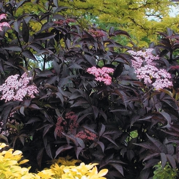 Sambucus nigra 'Gerda' PP12305