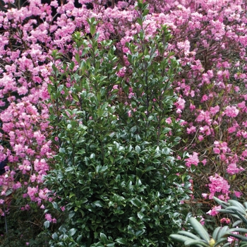 Ilex x meserveae 'Castle Wall®'