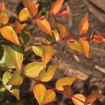 Abelia x grandiflora 'Rika1' PP20568