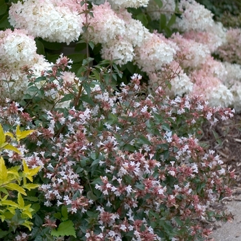 Abelia chinensis 'Ruby Anniversary®'