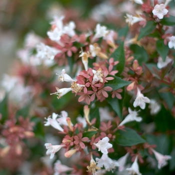 Abelia chinensis Color Choice® 'Ruby Anniversary®' PP21632