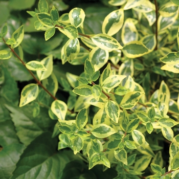 Abelia x grandiflora 'Golden Anniversary™'