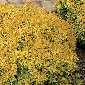 Berberis thunbergii 'Talago' PP20602