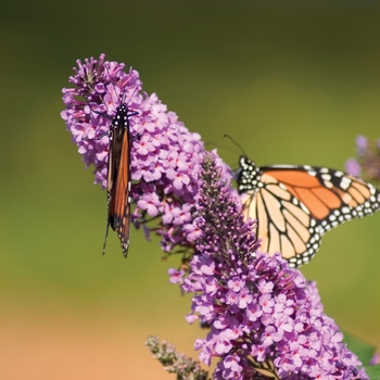 Buddleia davidii 'Peakeep' 