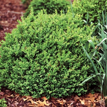 Buxus sempervirens 'North Star®'