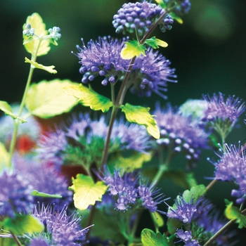 Caryopteris incana 'Sunshine Blue®'