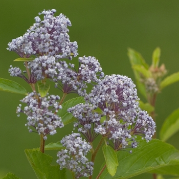 Ceanothus x pallidus 'Minmari' 