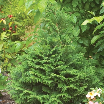 Chamaecyparis pisifera 'Dow Whiting' 