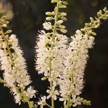 Clethra alnifolia 'Vanilla Spice®'