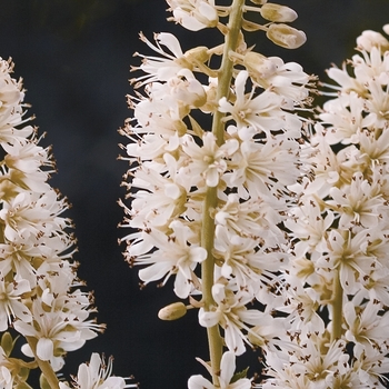 Clethra alnifolia 'Vanilla Spice®'