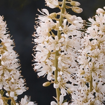 Clethra alnifolia 'Caleb' 