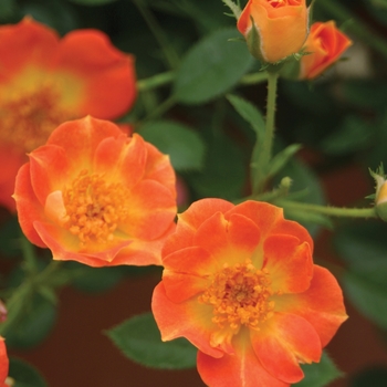 Rosa 'Oso Easy Hot Paprika®' PP30383, Can PBRAF