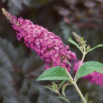 Buddleia 'Miss Ruby' PP19950, Can 3603