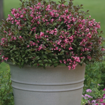 Weigela florida 'Fine Wine®'