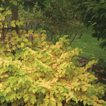 Cornus stolonifera 'Arctic Fire® Red'