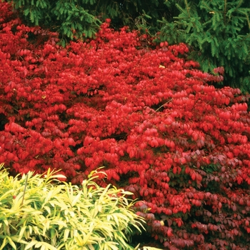 Euonymus alatus 'Fire Ball®'