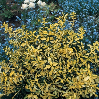 Euonymus fortunei 'Blondy®'