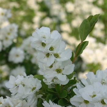 Exochorda 'Niagara' PP21665, Can 4768