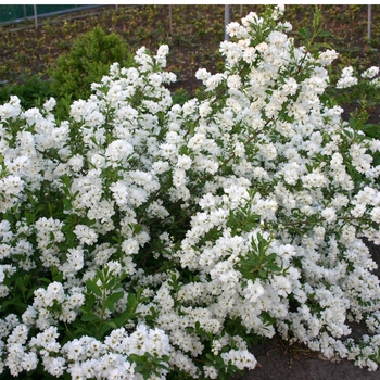 Exochorda Snow Day® 'Surprise'