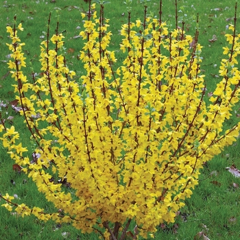 Forsythia x intermedia 'Show Off®'