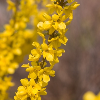 Forsythia x intermedia 'Mindor' PP19321