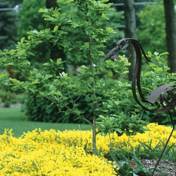 Genista lydia 'Bangle®'