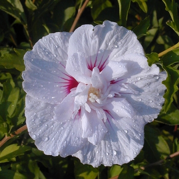 Hibiscus syriacus 'China Chiffon™'