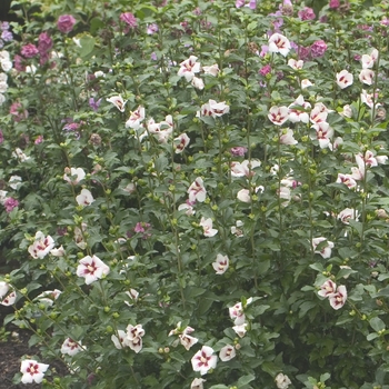 Hibiscus syriacus 'Antong Two' PP19547