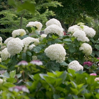 Hydrangea arborescens 'Abetwo' PP20571