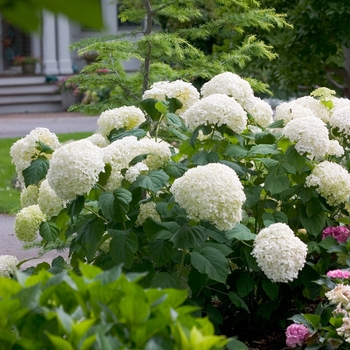 Hydrangea arborescens 'Incrediball®'