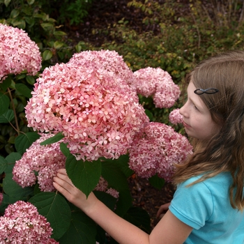 Hydrangea arborescens Invincibelle® 'Spirit'