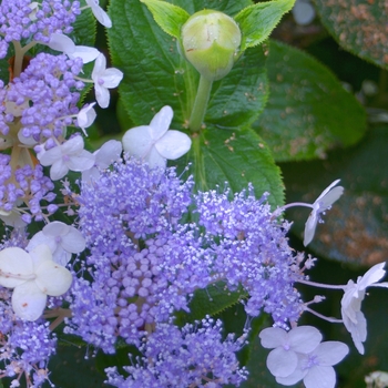 Hydrangea involucrata 'Wim Rutten' USPP21991