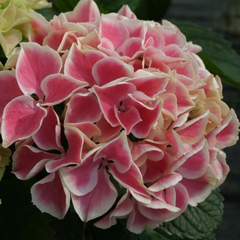 Hydrangea macrophylla Edgy® 'Hearts'