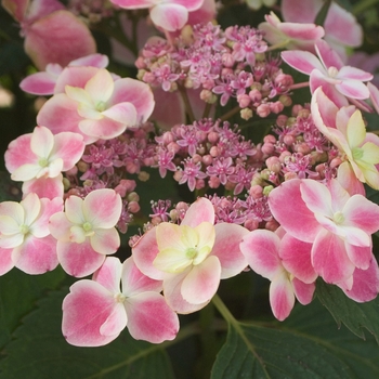 Hydrangea macrophylla 'Harbits' PP21186