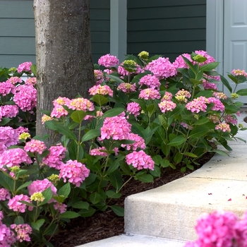 Hydrangea macrophylla Let's Dance® 'Moonlight'