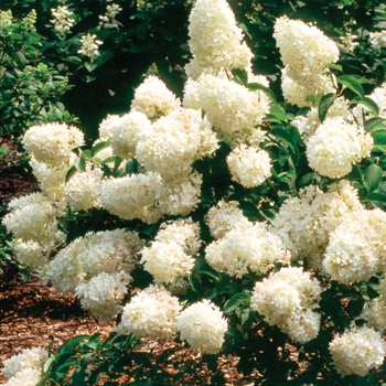 Hydrangea paniculata 'Little Lamb'