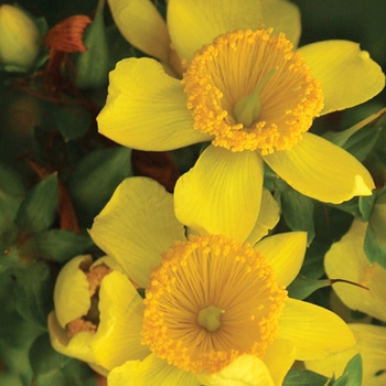 Hypericum kalmianum 'Sunny Boulevard®'