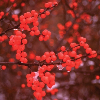 Ilex verticillata 'Spravy' 