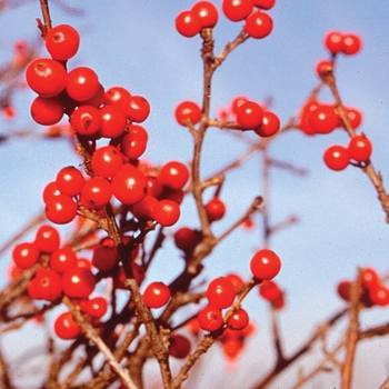 Ilex verticillata 'Spriber' 