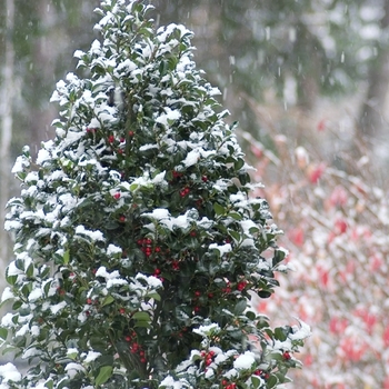 Ilex x meserveae 'Hachfee' PP14,310