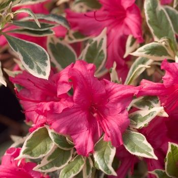 Rhododendron 'Bollywood™'