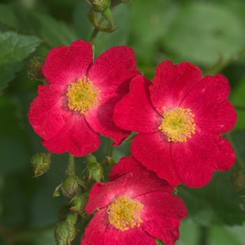Rosa 'Candy Oh™Vivid Red'