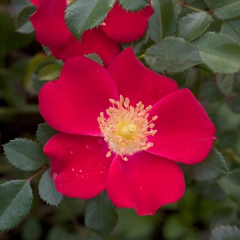 Rosa Oso Easy® 'Cherry Pie' PP19258, Can 4870