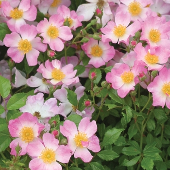 Rosa Oso Easy® Fragrant Spreader