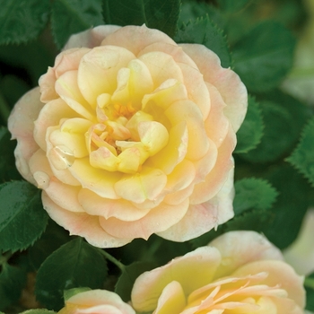 Rosa 'Scrivjean' PP21611