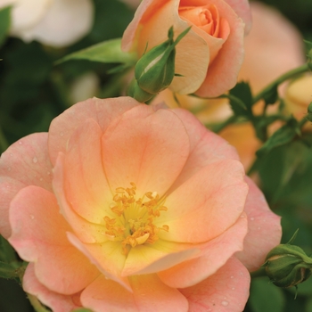 Rosa 'Horcoherent' PP15982, Can 3584