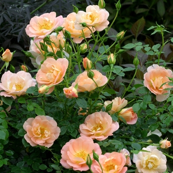 Rosa Oso Easy® Peachy Cream