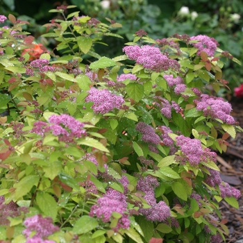 Spiraea 'Tracy' PP21588, Can 4073